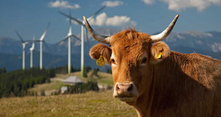 Cow with Windmills