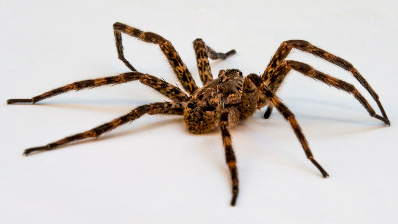 Picture of a wolf spider.
